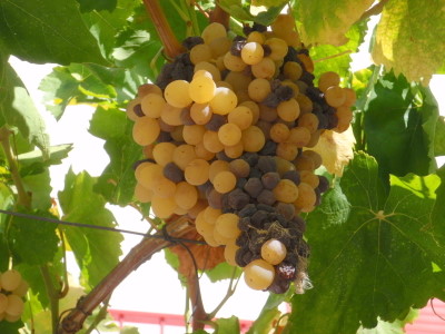 Mixed Red and White Grapes.
